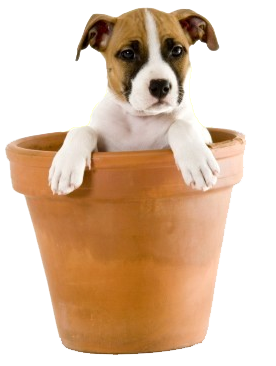 Puppy In Flower Pot Front
