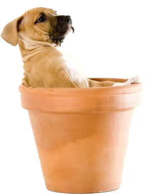 Puppy In Flower Pot Side View