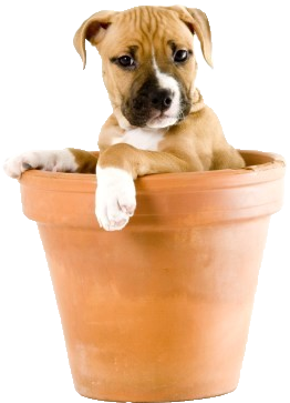 Puppy In Flower Pot