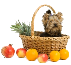 Small Dog In Basket With Fruit