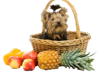 Small Dog In Fruit Basket