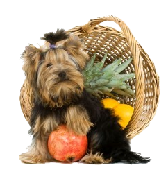 Small Dog With Fruit Basket