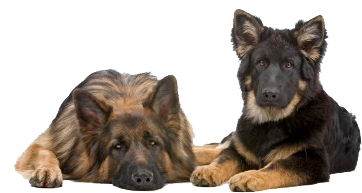 Two German Shepherd Dogs Lying