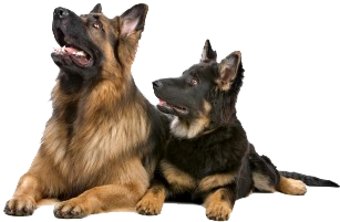 Two German Shepherds Looking Up