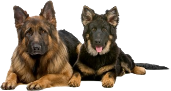 Two German Shepherds Lying Front