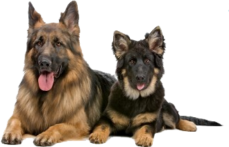 Two German Shepherds Lying