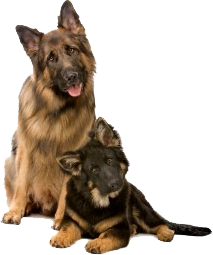Two German Shepherds Sitting