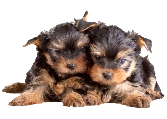 Two Yorkshire Terrier Puppies Lying Close