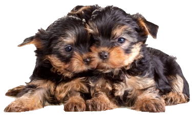 Two Yorkshire Terrier Puppies Lying