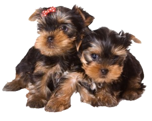 Two Yorkshire Terrier Puppies Sitting