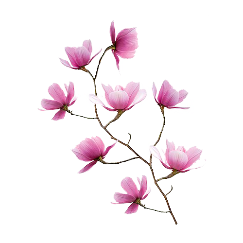 Pink Magnolia Branch