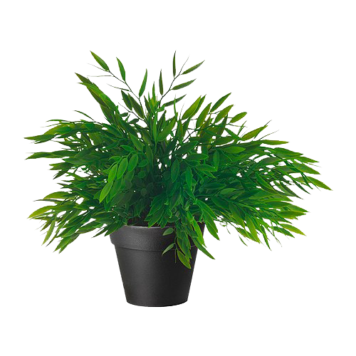 Potted Green Plant