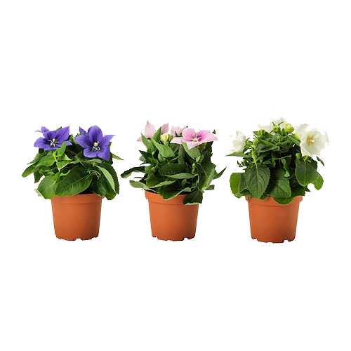 Three Potted Flowering Plants