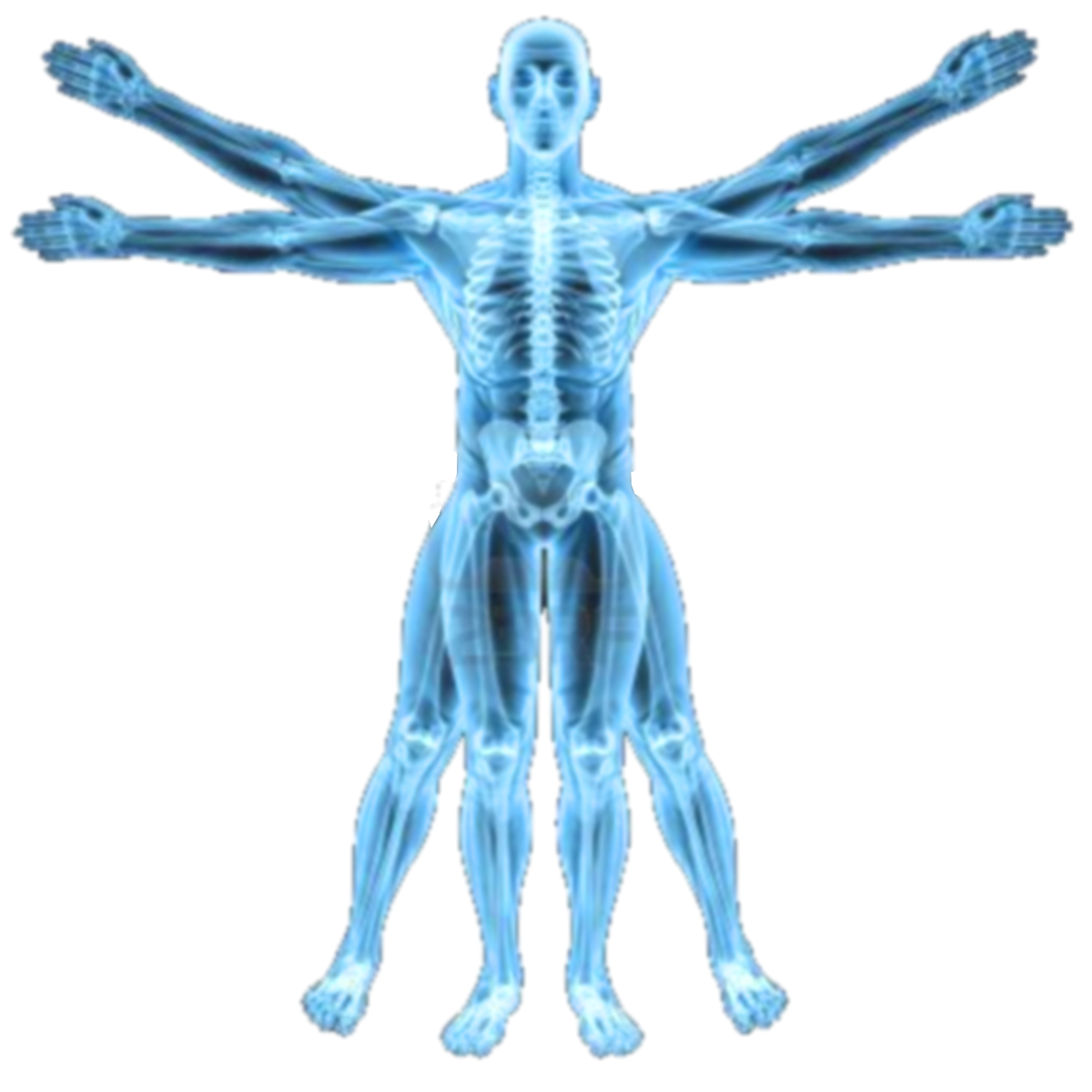 Blue Full Body Human Anatomy Figure With Visible Skeleton And Organs PNG Illustration