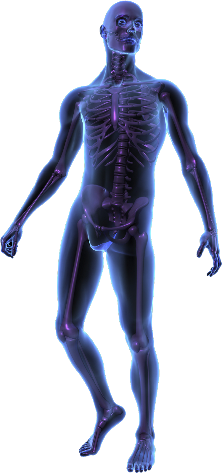 Blue Transparent Full Body Human Anatomy Skeleton Medical Illustration PNG