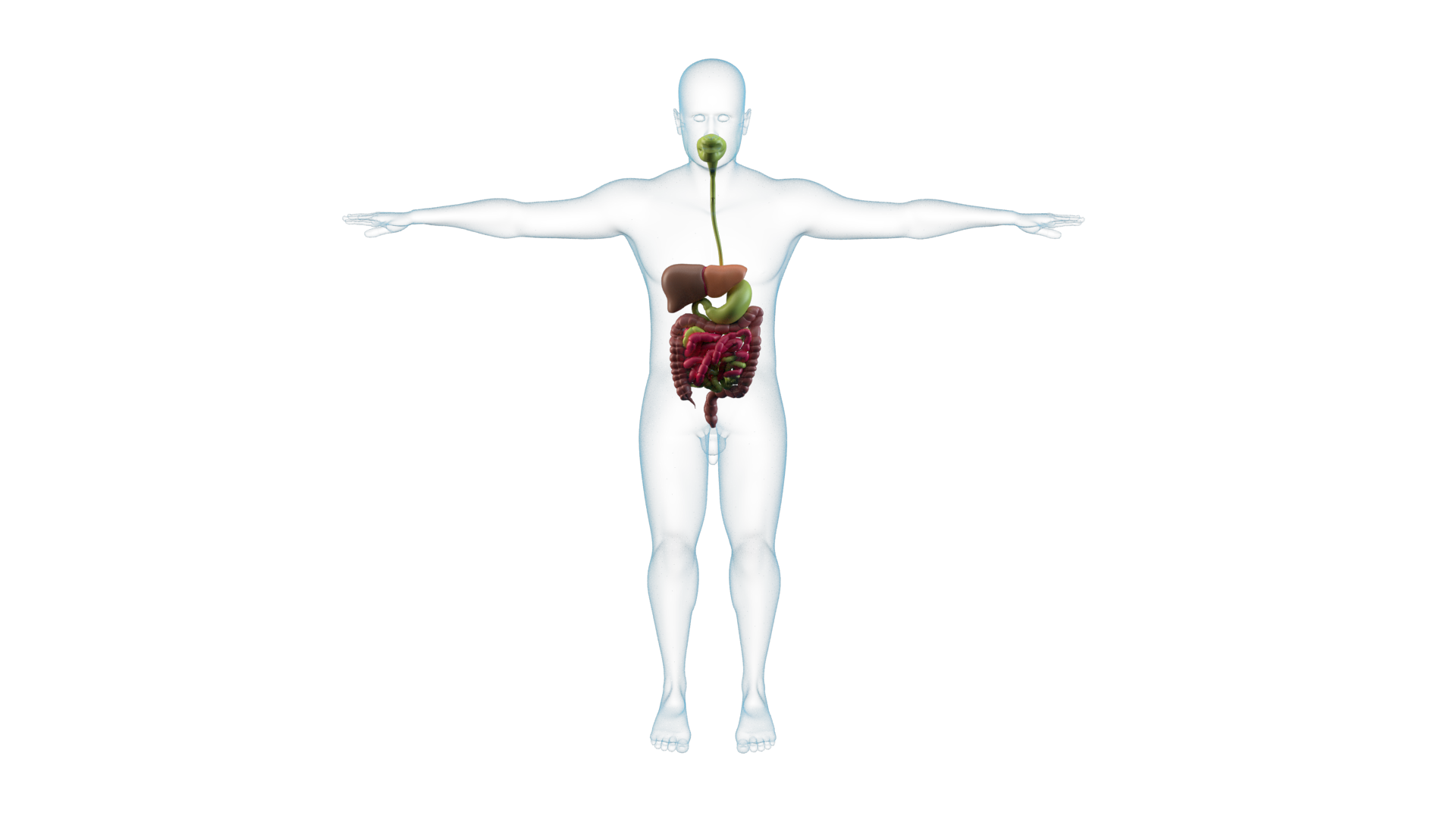 Human Body Medical Illustration With Visible Internal Chest Anatomy PNG Image
