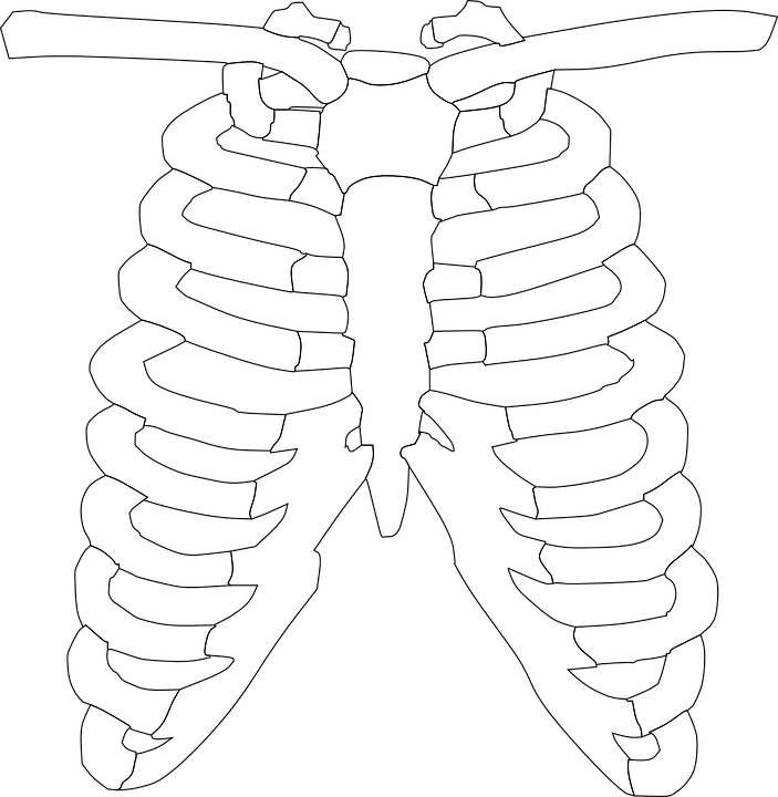 Simple Rib Cage And Shoulder Bones Outline X Ray Drawing PNG Artwork