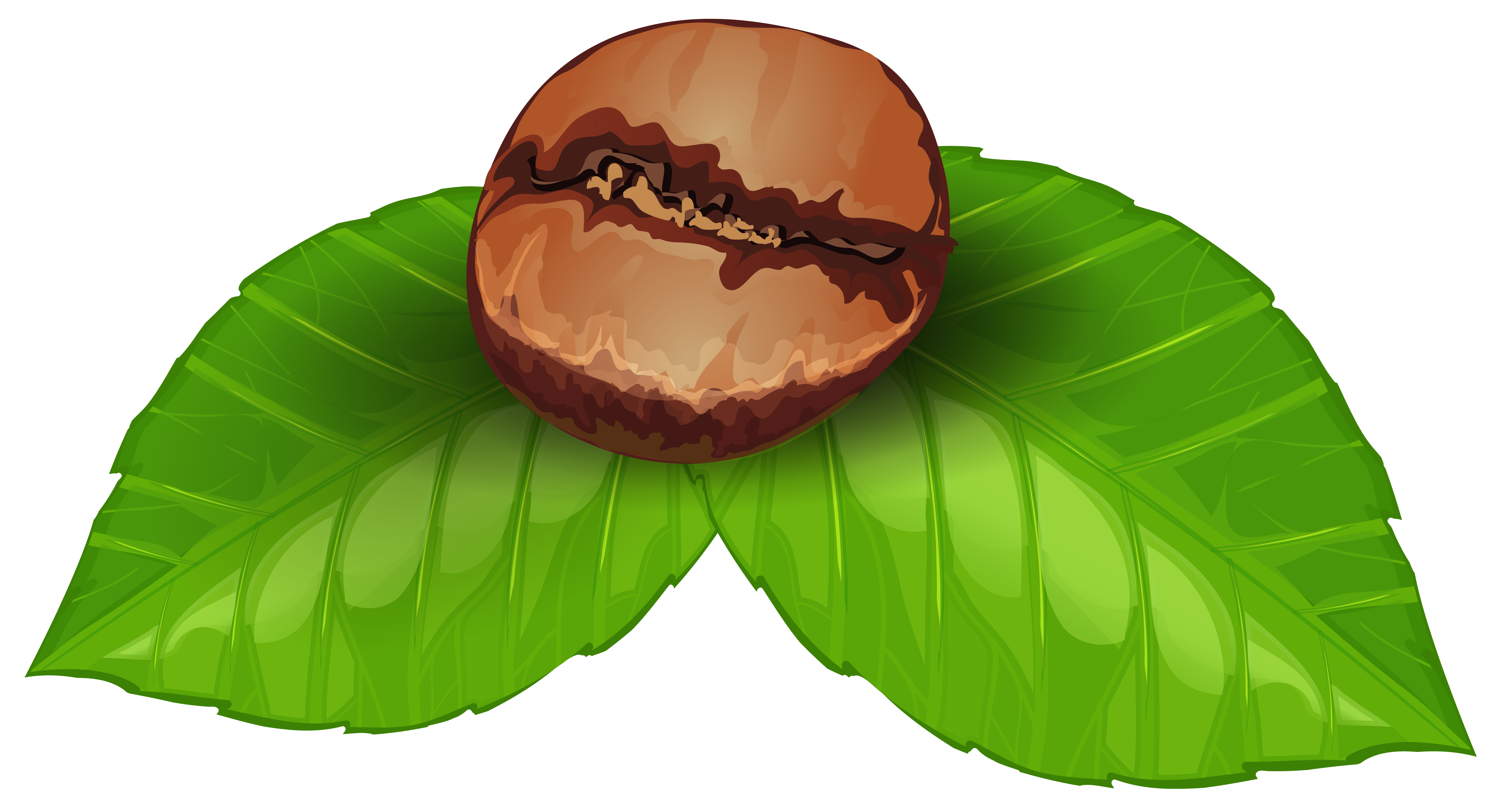 Coffee Bean Half Cut With Fresh Green Leaves PNG Botanical Illustration