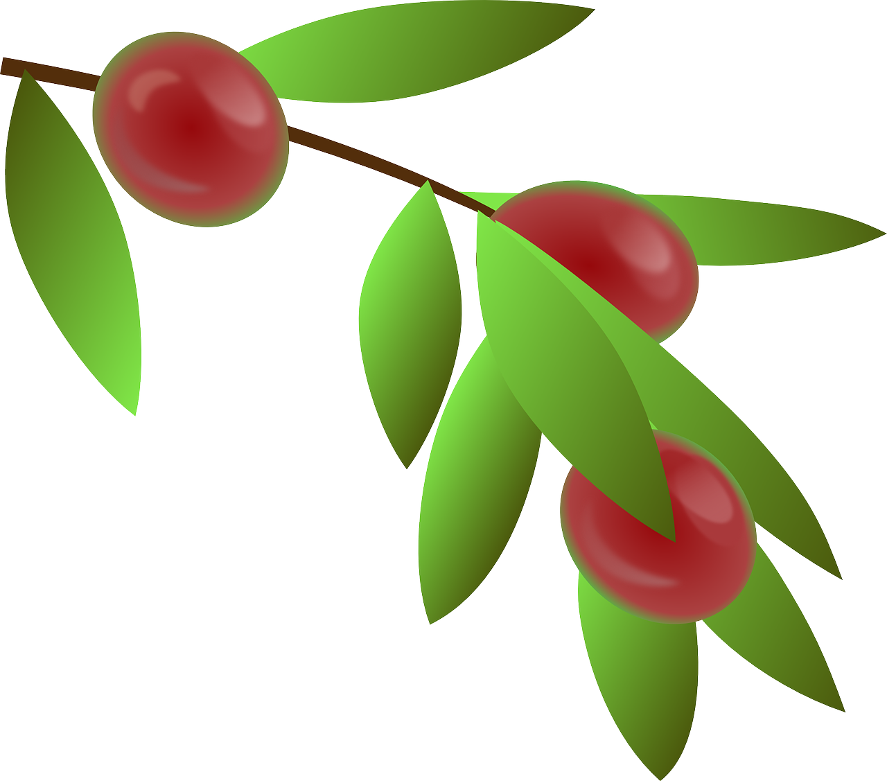 Coffee Branch With Green Leaves And Red Coffee Cherries PNG Botanical Clipart