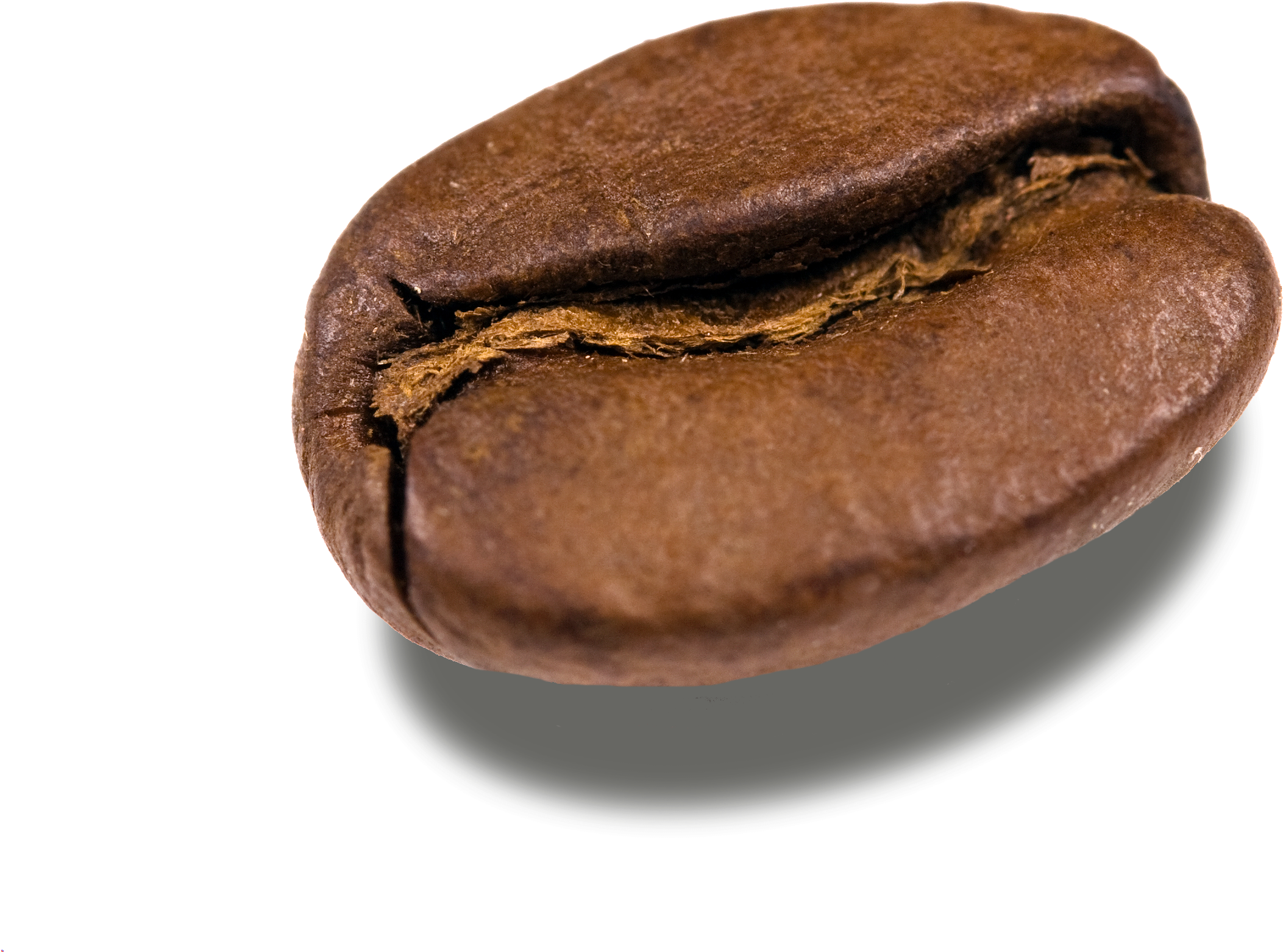 Single Glossy Brown Coffee Bean Close Up Transparent PNG Image