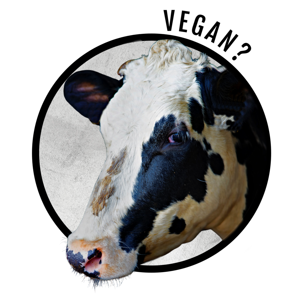 Cow Illustration With Vegan Question Food Concept Transparent PNG Graphic