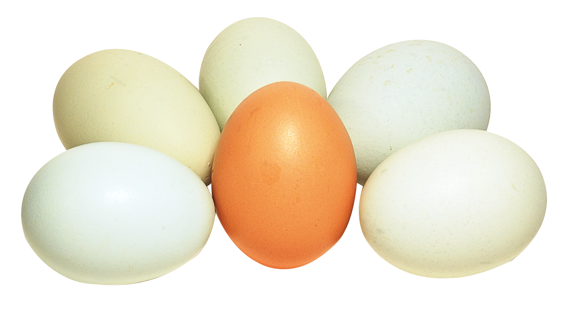 Five Pastel Chicken Eggs With One Orange Egg Center PNG Graphic