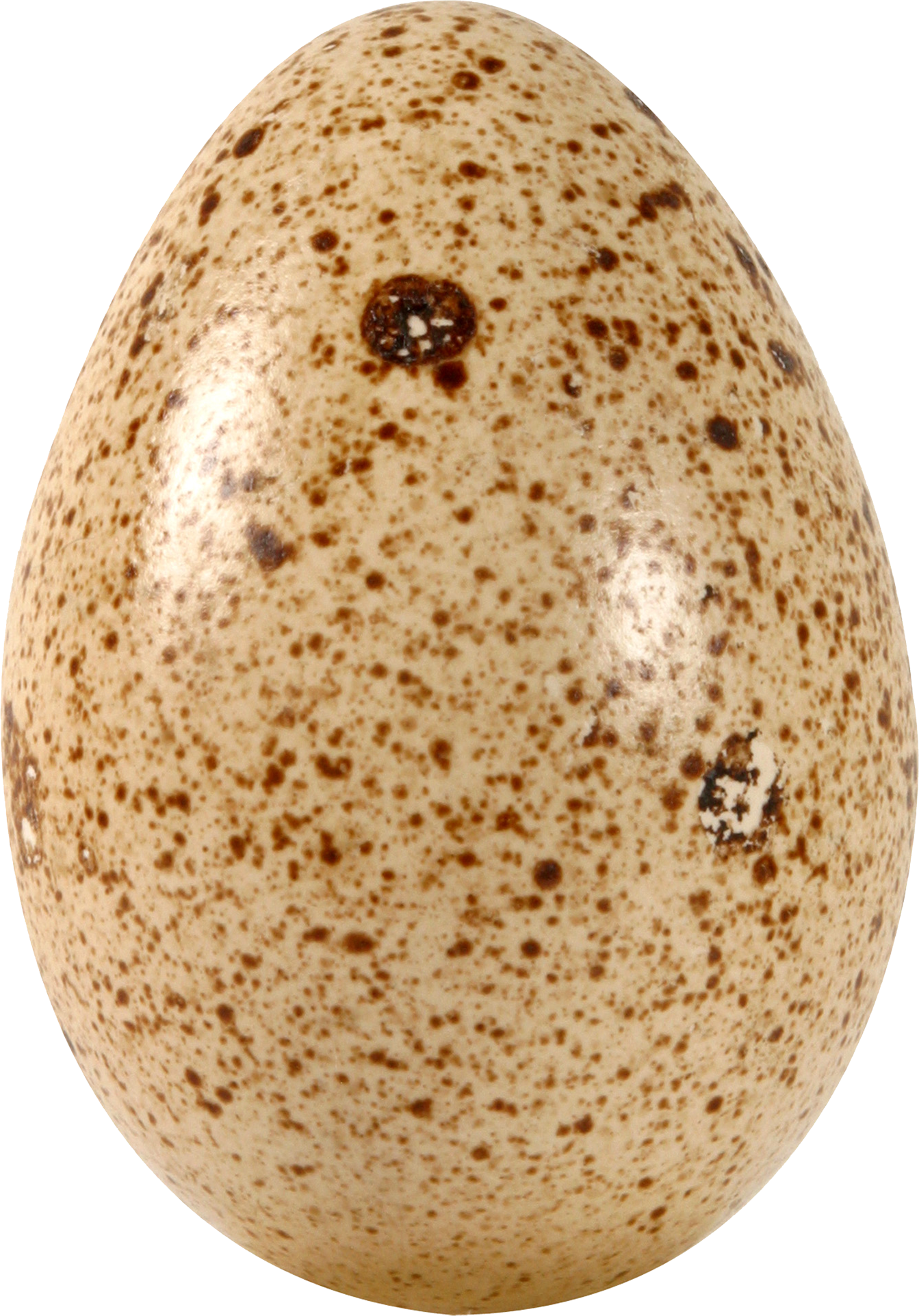 Speckled Quail Egg Close Up Isolated Transparent PNG Image