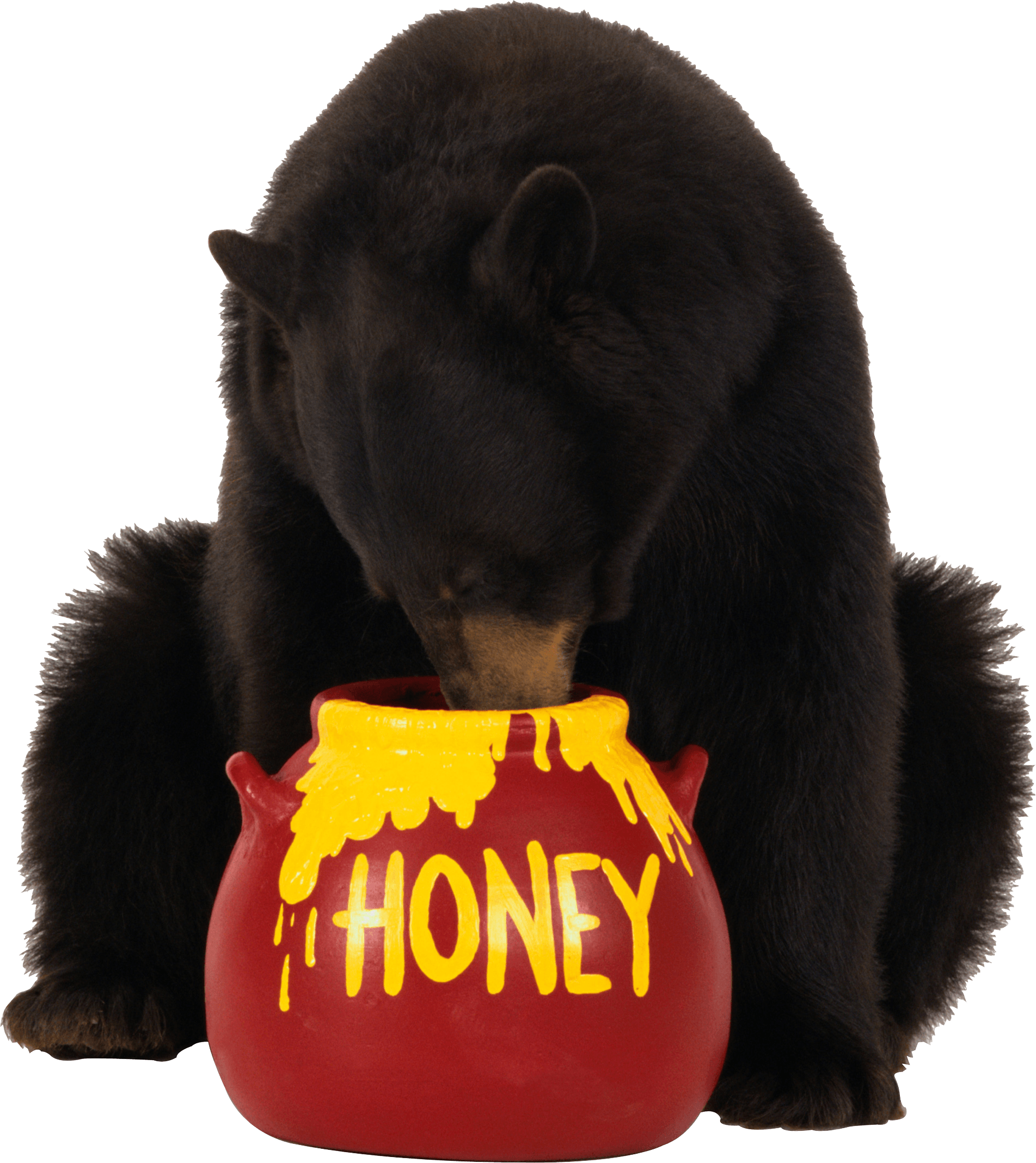 Cute Black Bear Holding a Pot of Honey Cartoon Character Transparent PNG Clipart
