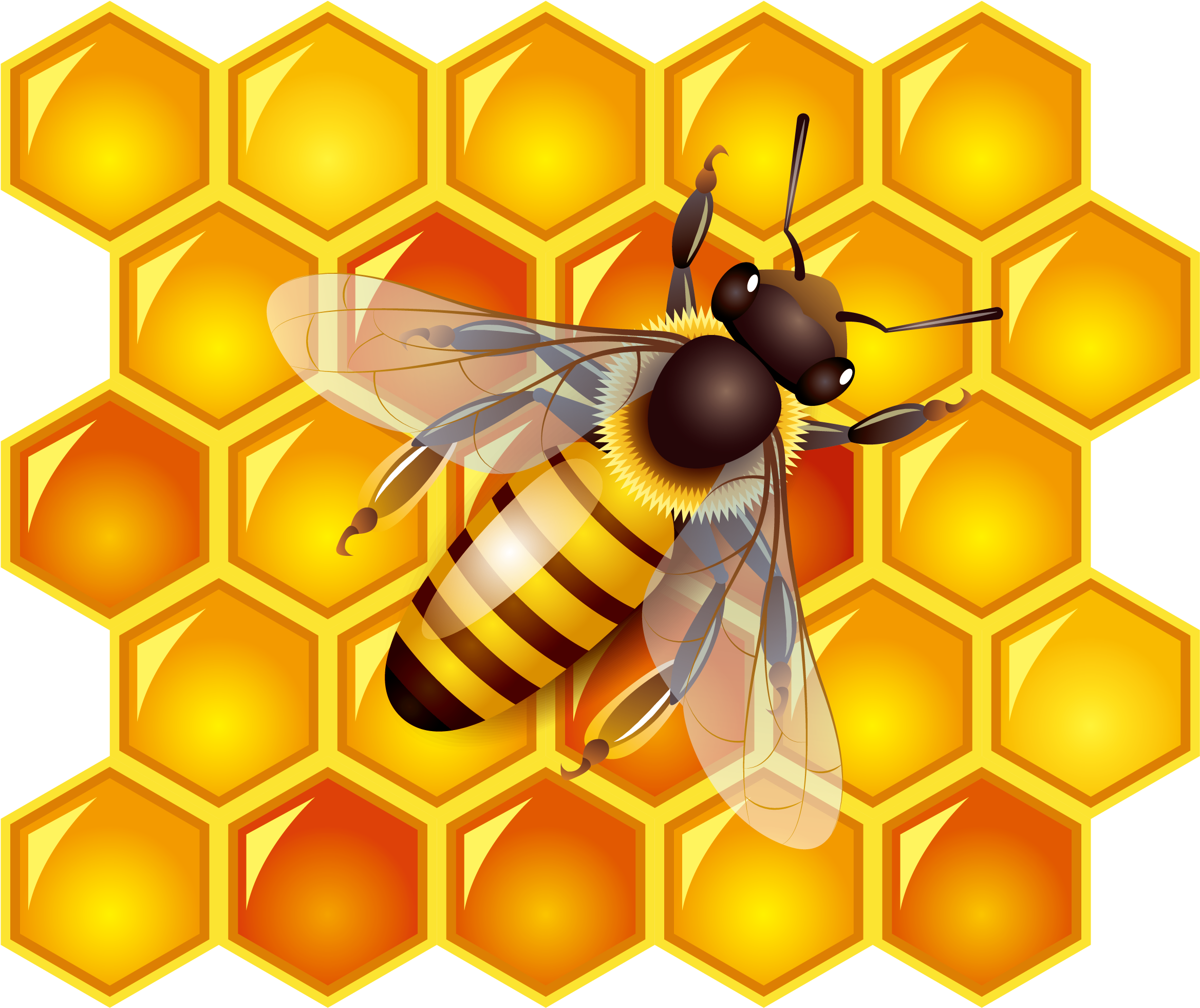 Honey Bee Resting on Golden Hexagonal Honeycomb Transparent PNG Nature Image