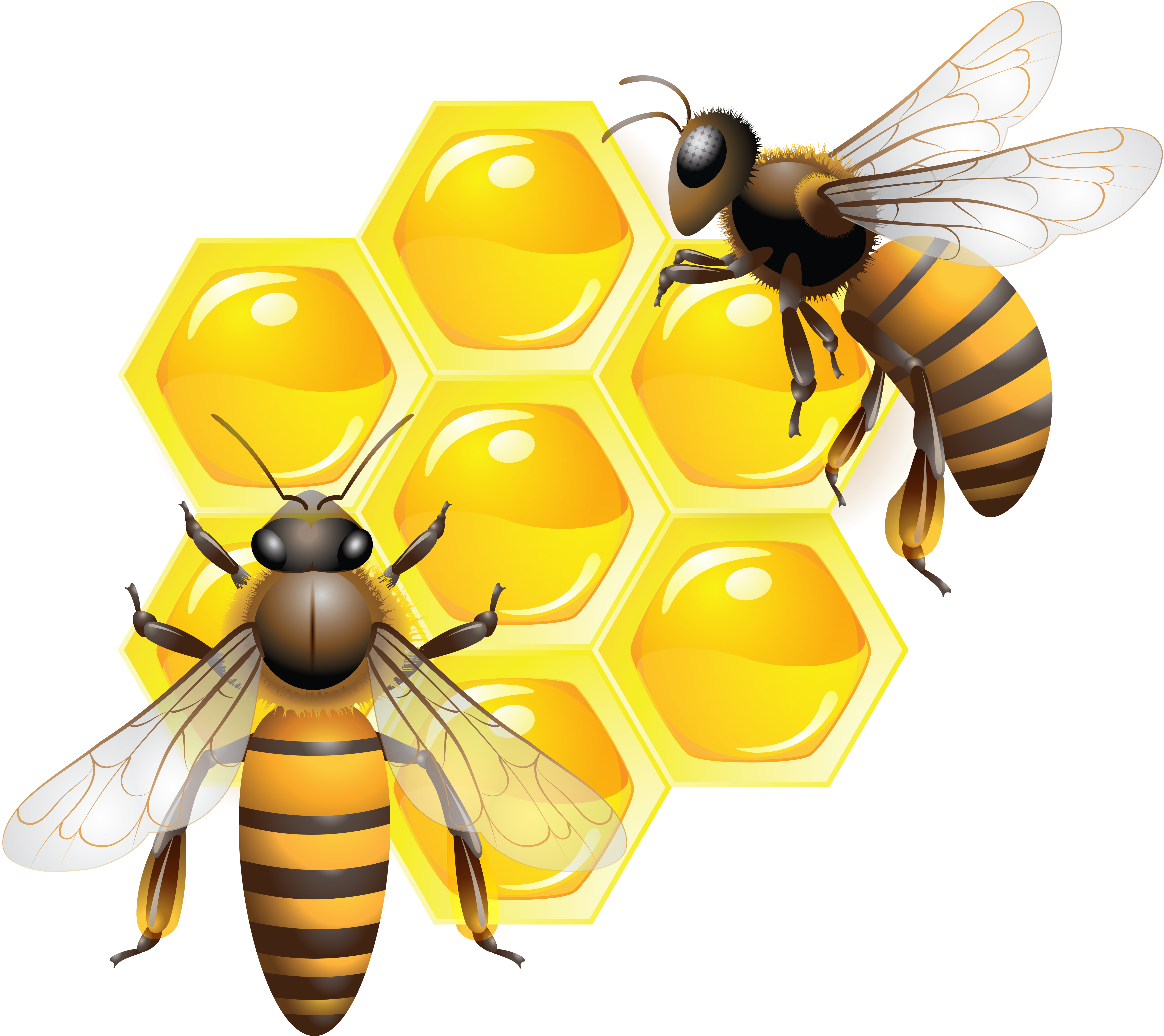 Two Honey Bees Flying Beside Golden Honeycomb Cells Transparent PNG Nature Clipart