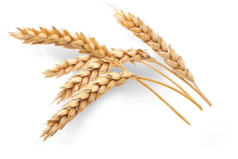 Golden Wheat Stalks and Grain Heads Isolated Transparent Background PNG Image