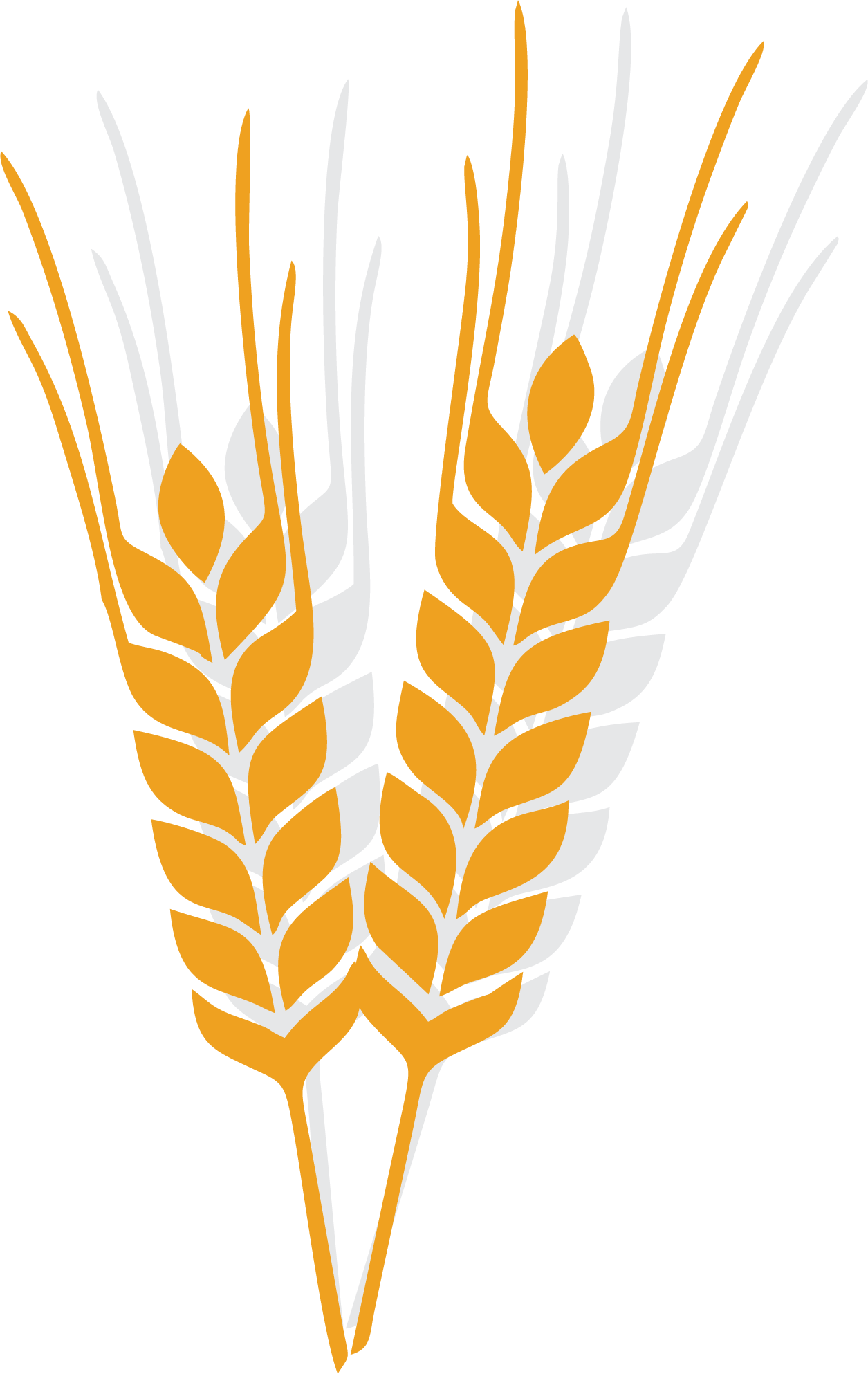 Minimal Yellow Wheat Ear Outline Icon Transparent PNG Grain Clipart