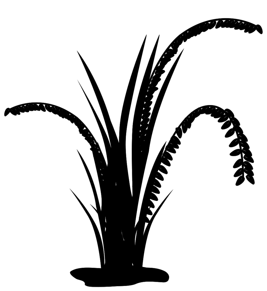 Black Silhouette of Rice Plant with Tall Grain Stalks PNG Botanical Icon