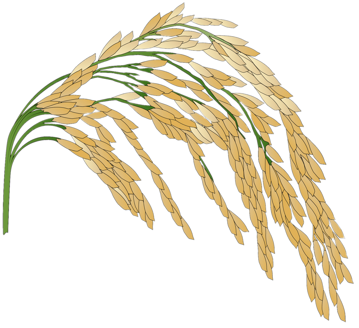 Cute Cartoon Farmer Beside Golden Rice Plant Illustration PNG Graphic