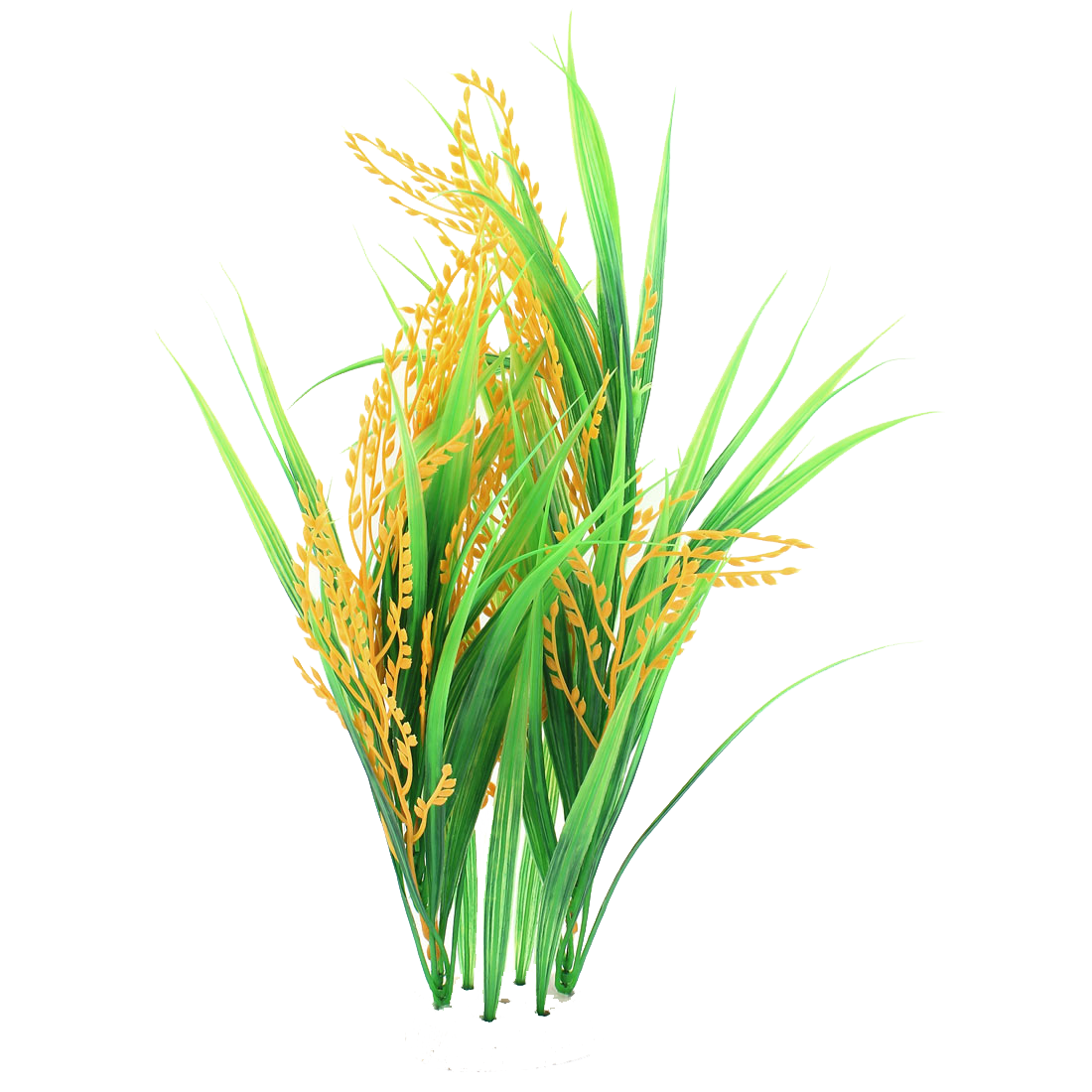 Fresh Green Rice Seedlings Growing in Wet Field PNG Botanical Graphic