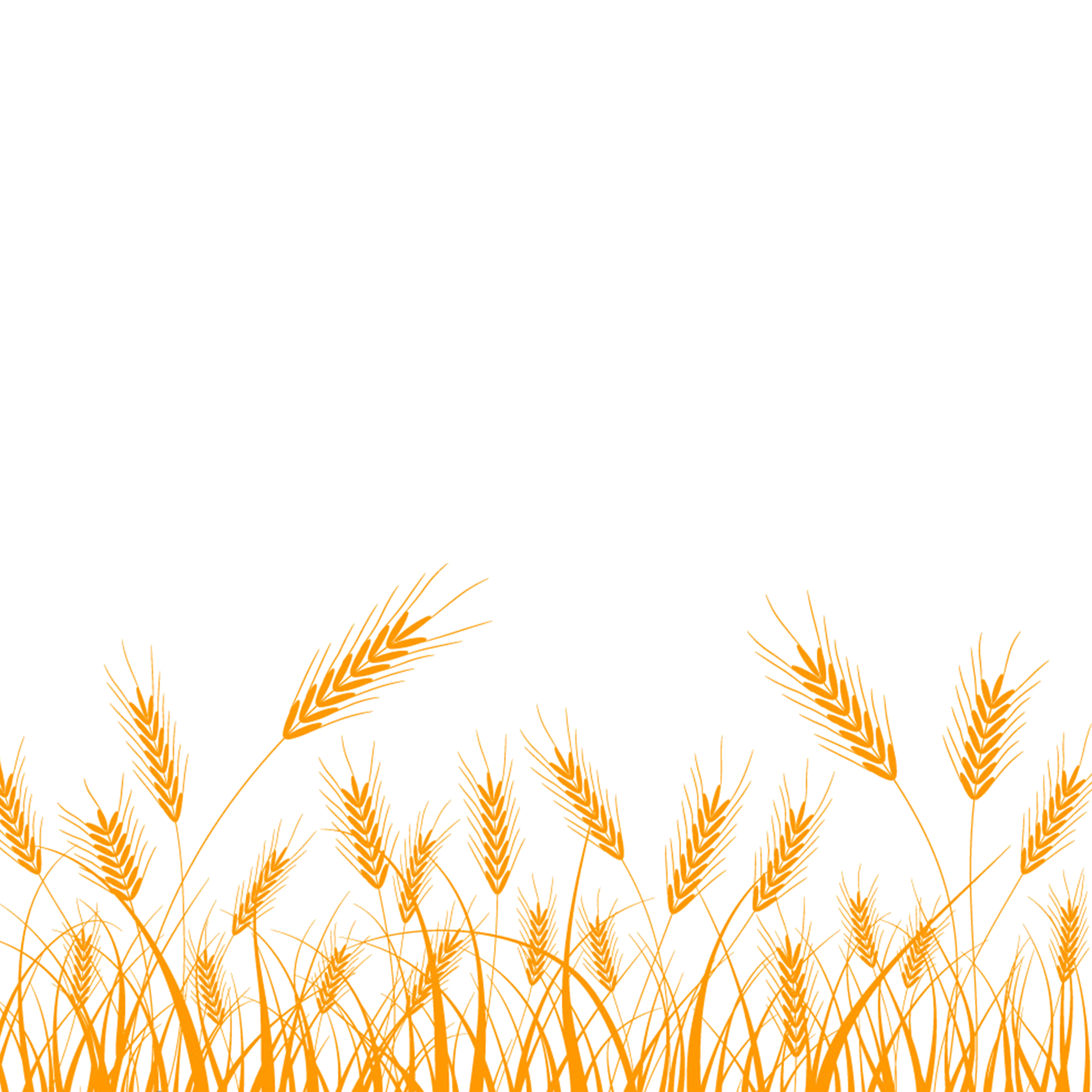 Golden Rice Grain Stalks Growing in Stylized Field PNG Illustration