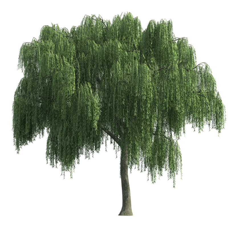 Dense Green Leafy Tree with Rounded Canopy Isolated PNG Botanical Image