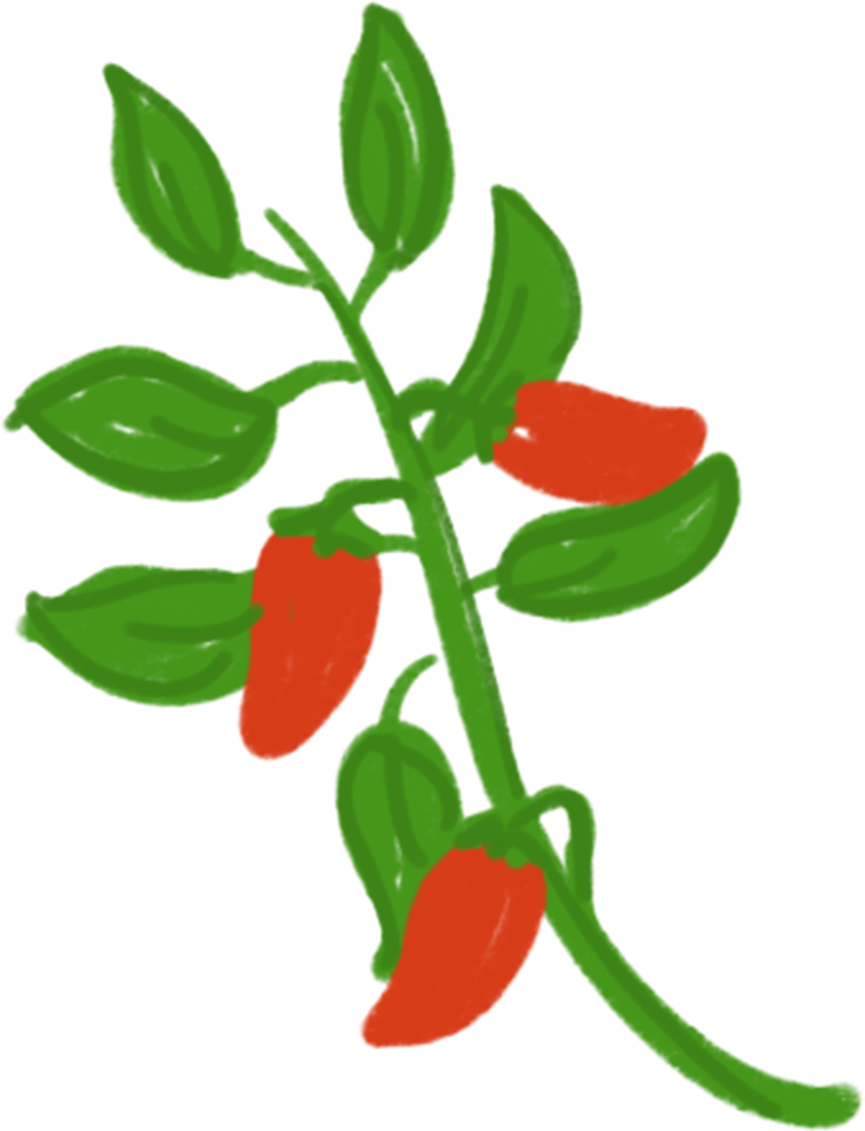 Green Chili Pepper Plant Branch with Red Peppers and Leaves PNG Botanical Graphic