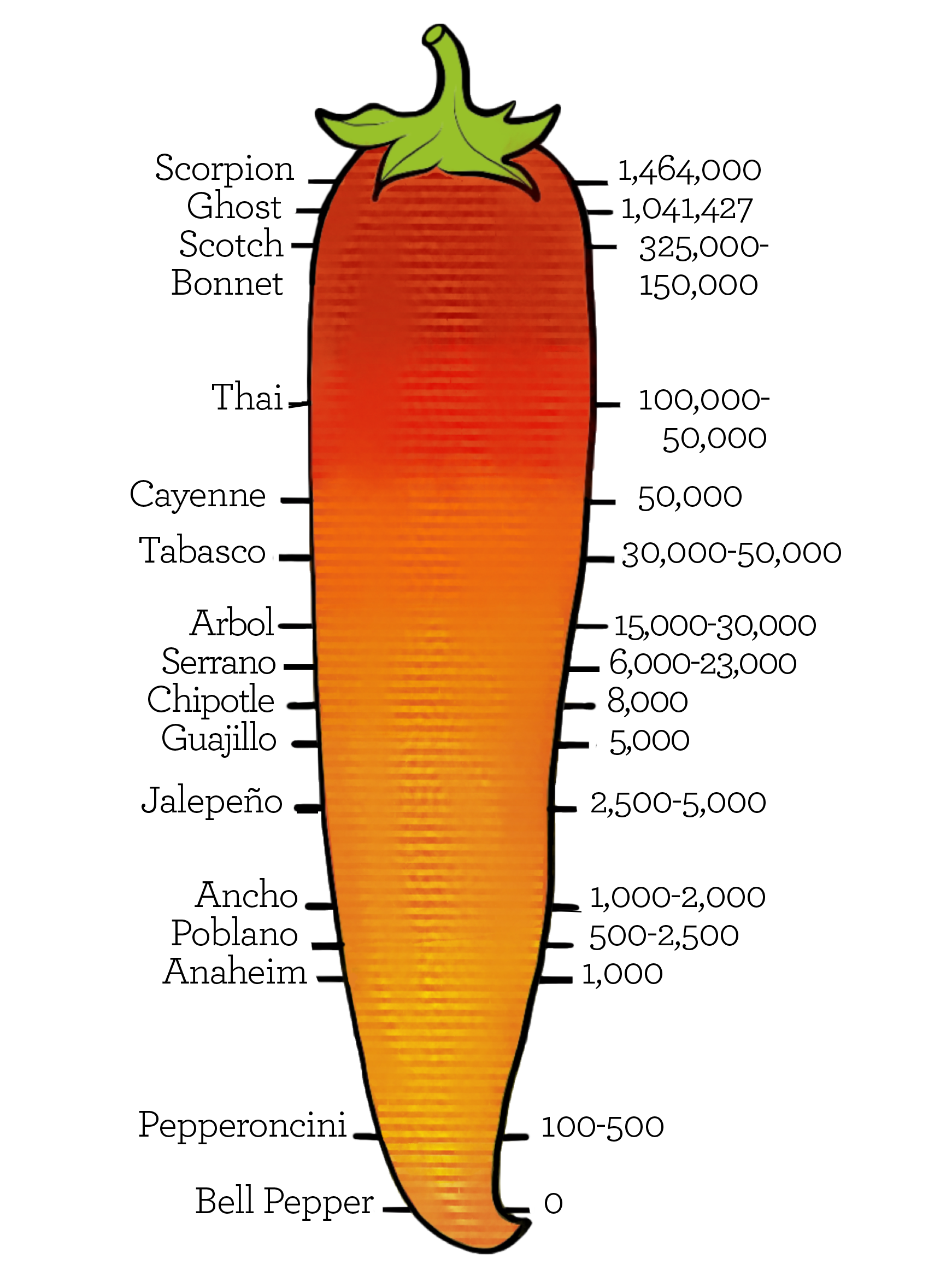 Labeled Chili Pepper Anatomy Diagram with Botanical Parts PNG Educational Graphic