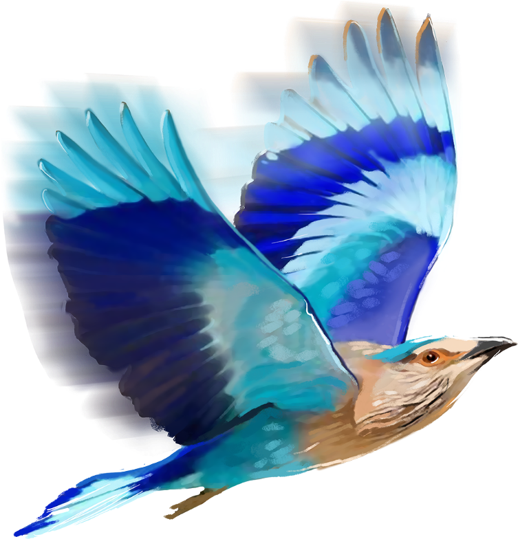 Indian Roller Bird In Flight With Blue Wings Realistic PNG