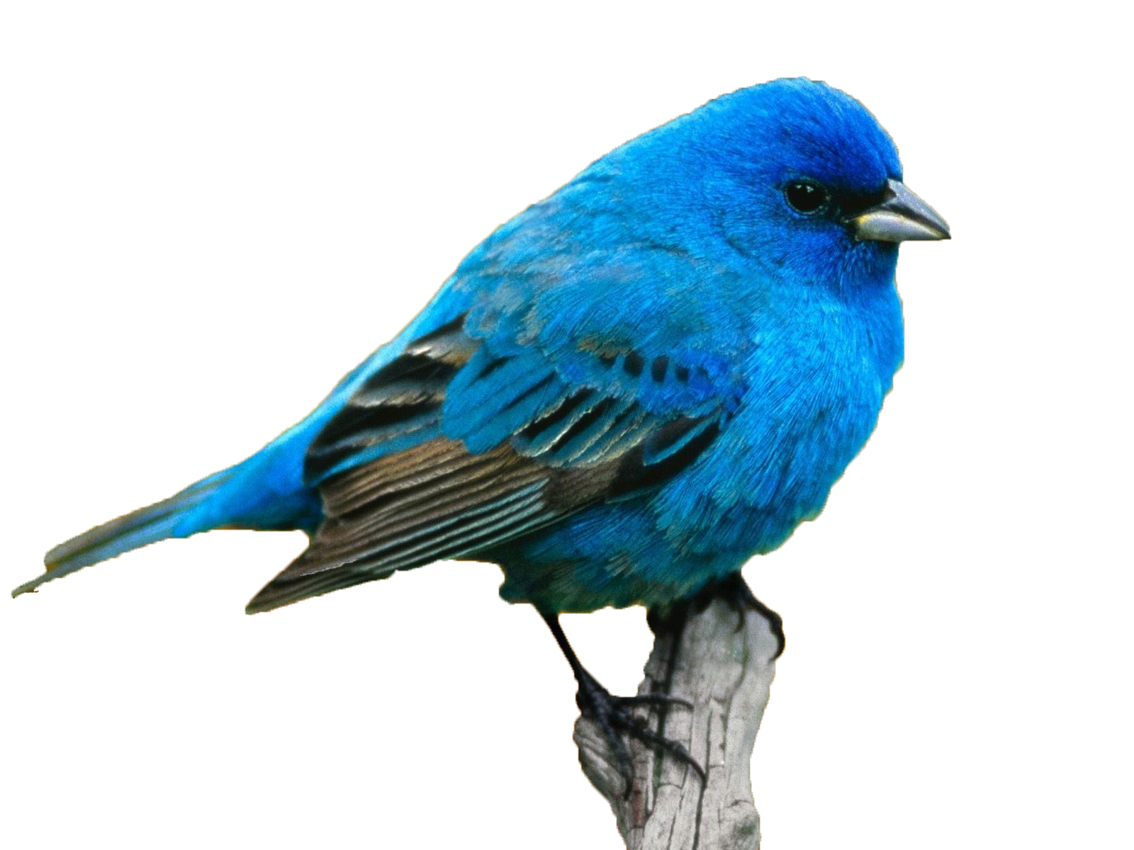 Indigo Bunting Bright Blue Songbird Perched On Post HD PNG