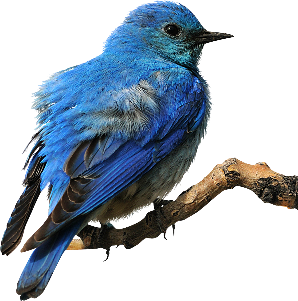 Mountain Bluebird Perched On Twig Realistic Feathers HD PNG