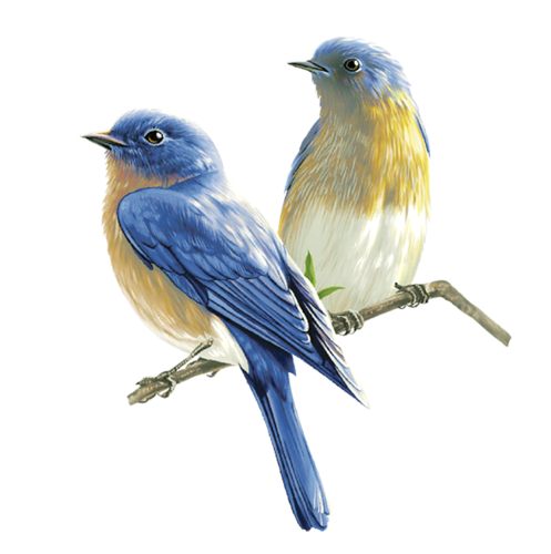 Pair Of Eastern Bluebirds Perched On Branch Realistic PNG Picture