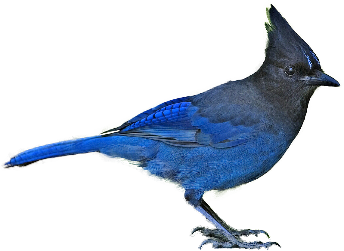 Stellers Jay Blue Crested Bird Standing Side View PNG Photo