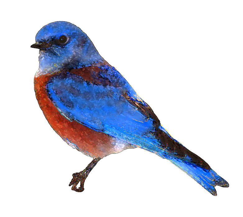Western Bluebird With Orange Breast Realistic Photo PNG