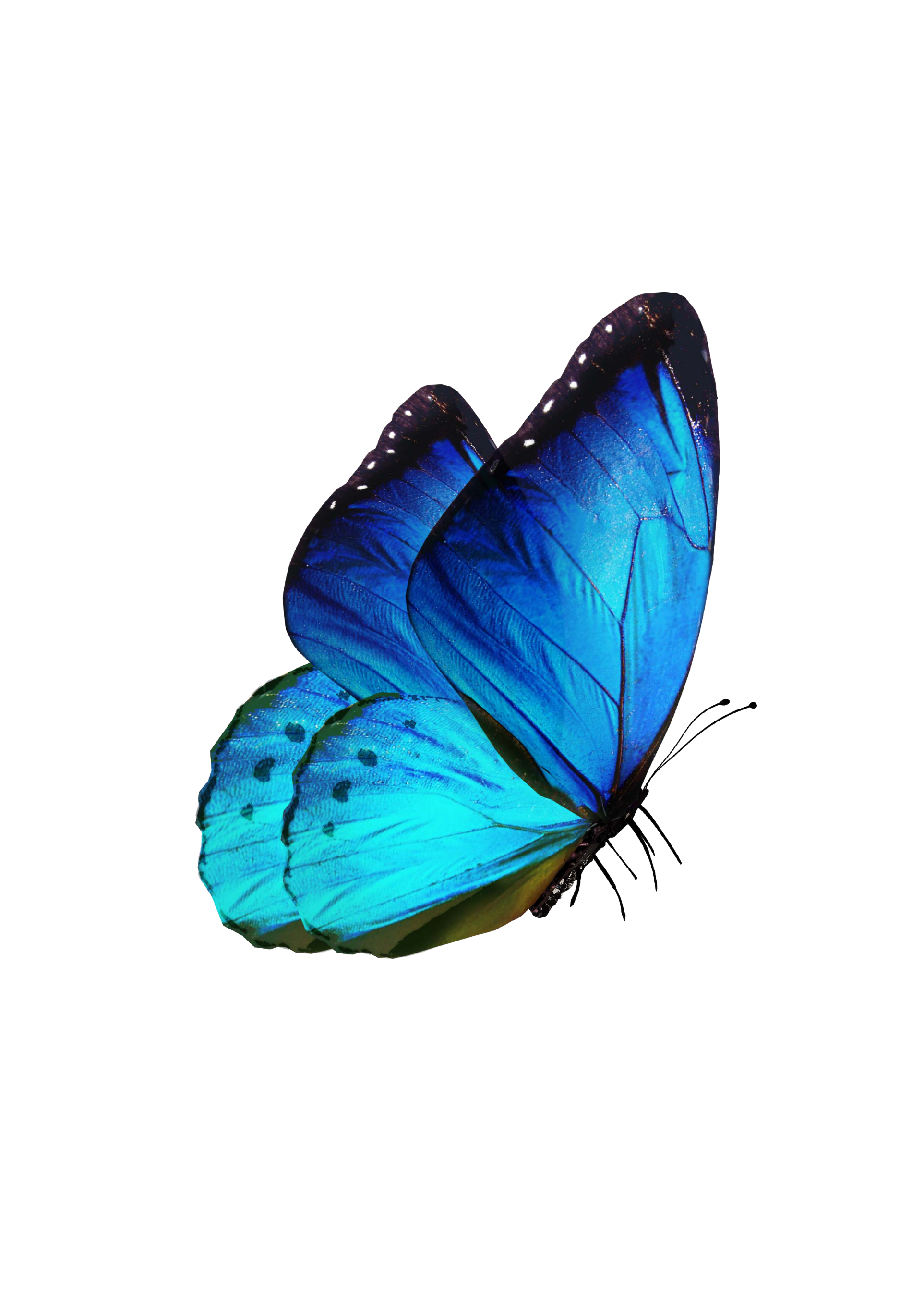 Blue Butterfly Resting With Closed Wings Side View PNG