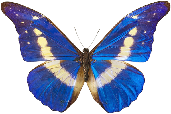 Blue Butterfly With Cream Bands Realistic Specimen PNG Photo