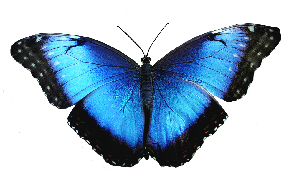 Blue Morpho Butterfly Dark Edged Wings Top View PNG Image With Transparency