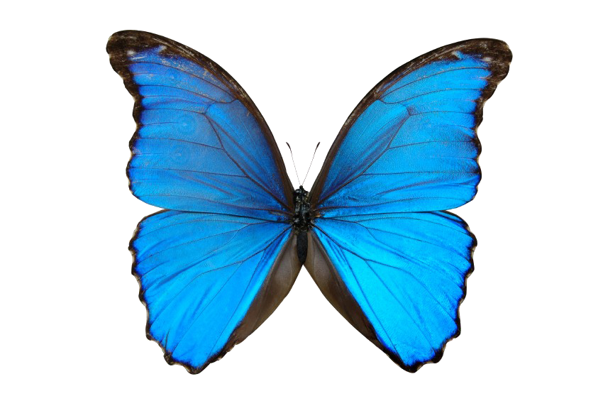 Blue Morpho Butterfly Spread Wings Natural Photo PNG Picture