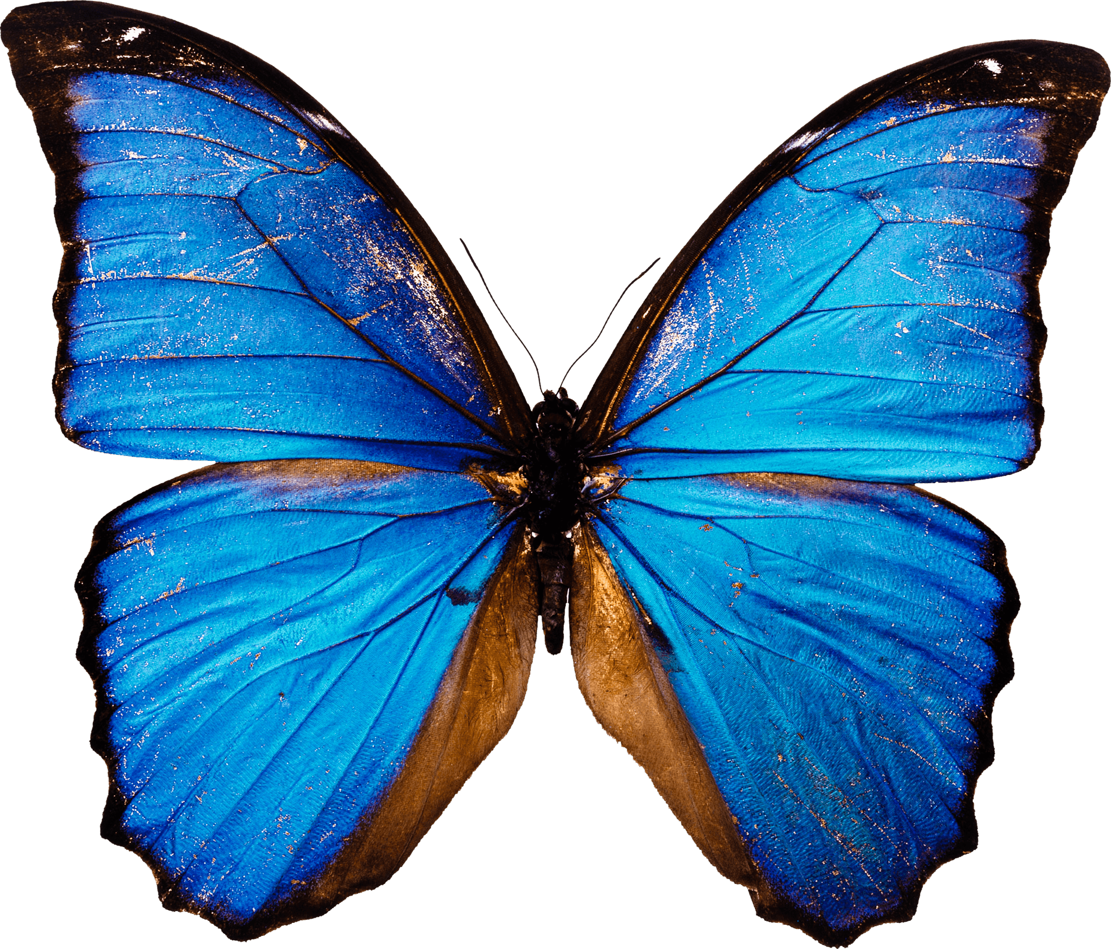 Blue Morpho Butterfly Top View Large Realistic Ultra HD PNG